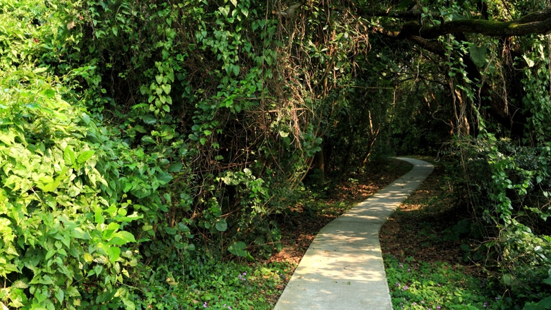 Không tự ý dùng cây rừng làm thuốc
