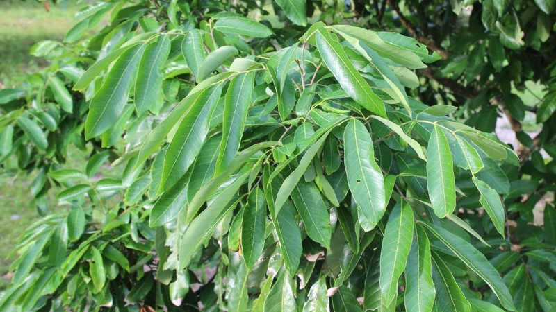 Nhiều người ngạc nhiên khi biết những tác dụng của lá nhãn