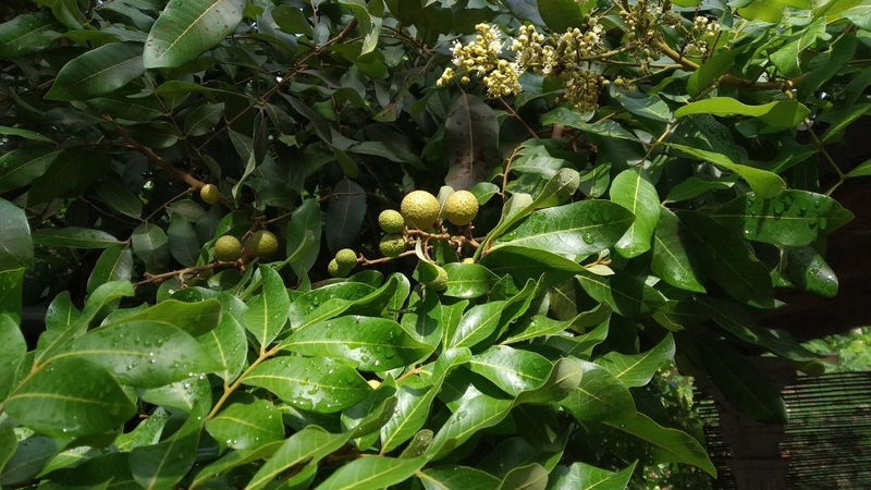 Cần cân nhắc kỹ trước khi áp dụng bất cứ bài thuốc dân gian nào từ lá nhãn