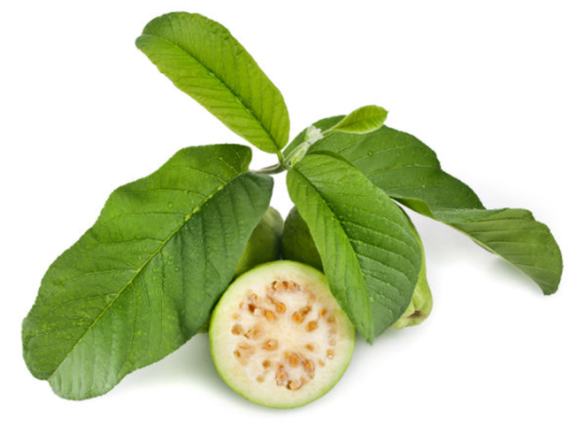 lá ổi chữa tiểu đường-01