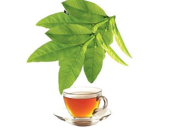 Lá ổi chữa tiểu đường-03