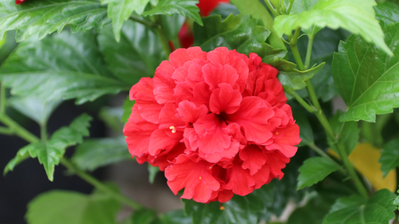 Trị mụn nhọt bằng lá râm bụt có hiệu quả không? Hướng dẫn cách làm 1