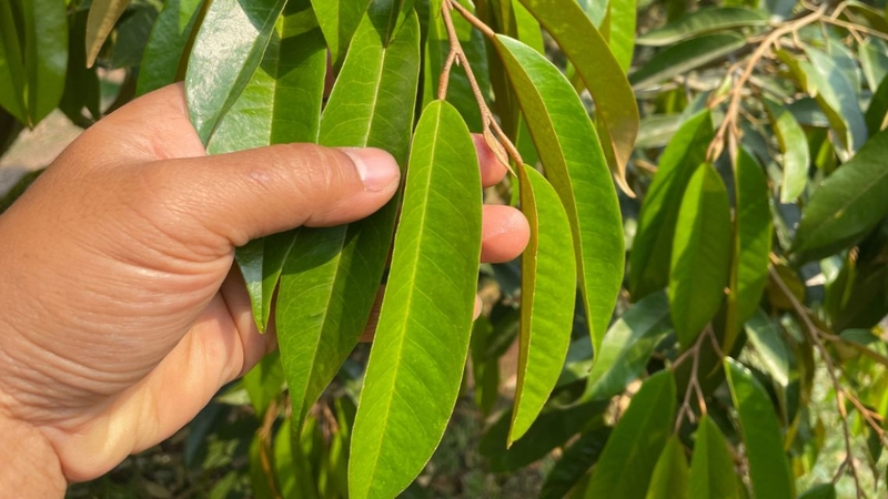 Lá sầu riêng có thể được dùng tươi hoặc phơi khô tùy mục đích sử dụng