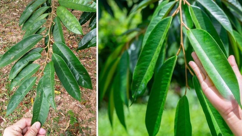 Nên sử dụng lá sầu riêng sạch, không tồn dư thuốc bảo vệ thực vật để đảm bảo an toàn
