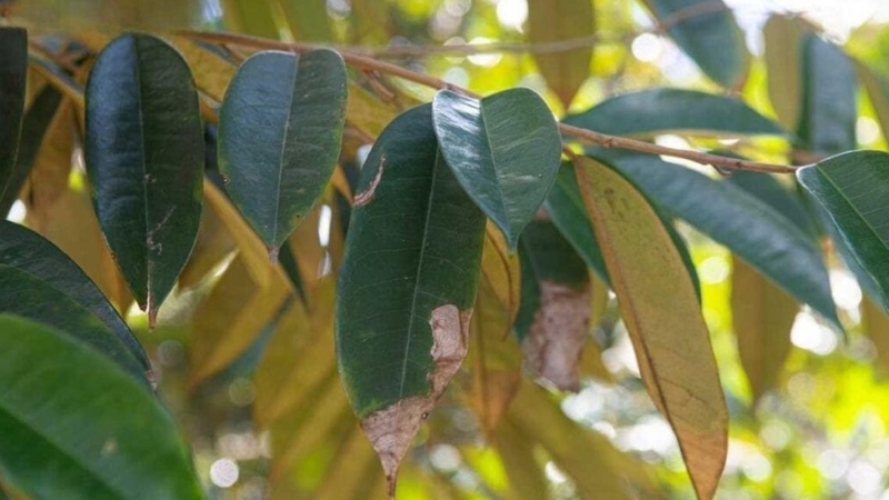 Lá sầu riêng được sử dụng trong một số bài thuốc để hỗ trợ chăm sóc sức khỏe