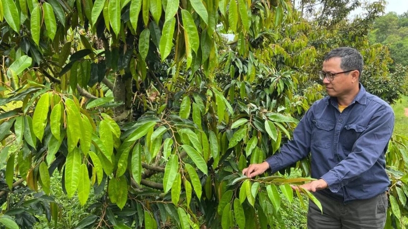 Lá sầu riêng chứa các hợp chất chống oxy hóa như flavonoid và polyphenol