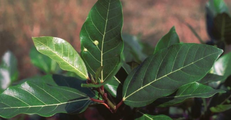 Lá sung có thế chữa bệnh tiểu đường