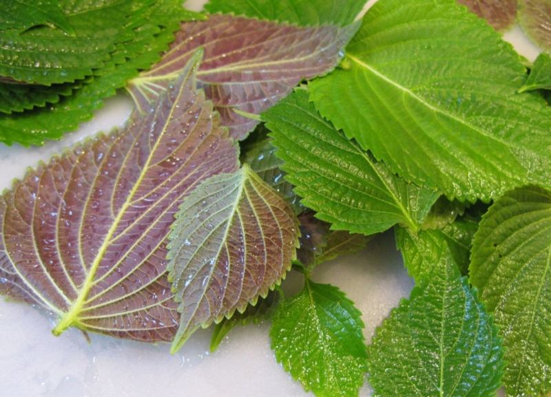 Cách chữa bệnh gút bằng thuốc nam hiệu quả 2