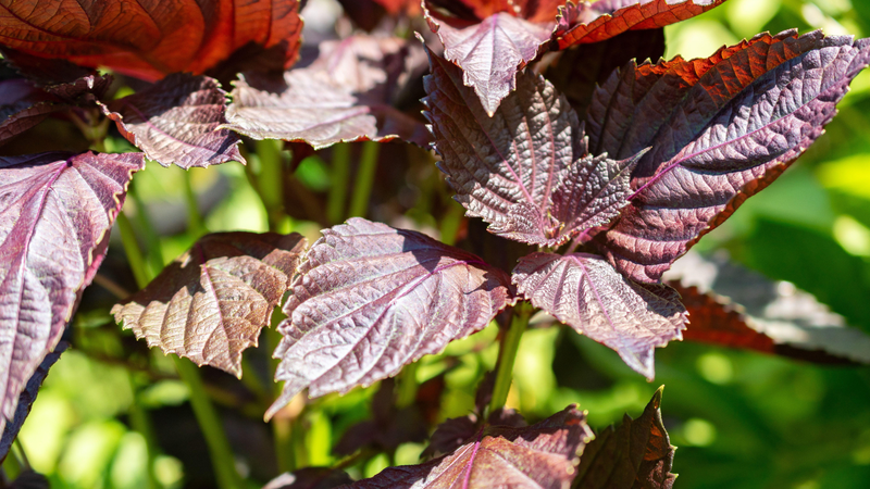 Một trong những tác dụng của lá tía tô là hỗ trợ cải thiện tiêu hóa, giảm đầy hơi và buồn nôn