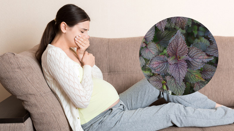 Theo y học cổ truyền, lá tía tô có thể hỗ trợ giảm buồn nôn ở phụ nữ mang thai