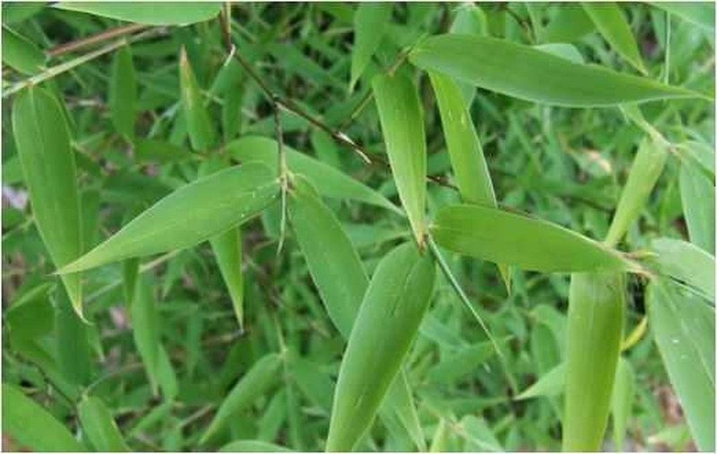 Mẹo trị ọc sữa cho trẻ sơ sinh hiệu quả tại nhà 5