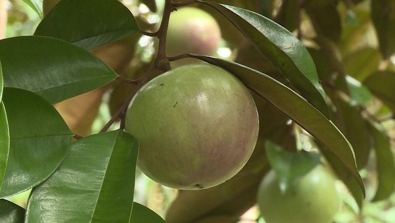 Lá vú sữa có tác dụng gì?