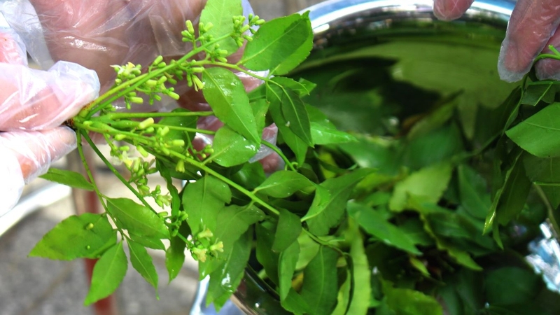 Lá xoan là một vị thuốc trong y học cổ truyền