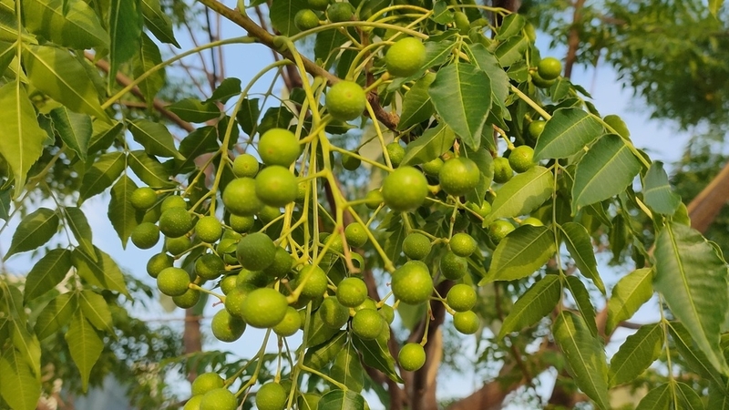 Hiện nay, lá xoan được nghiên cứu ứng dụng trong y học hiện đại