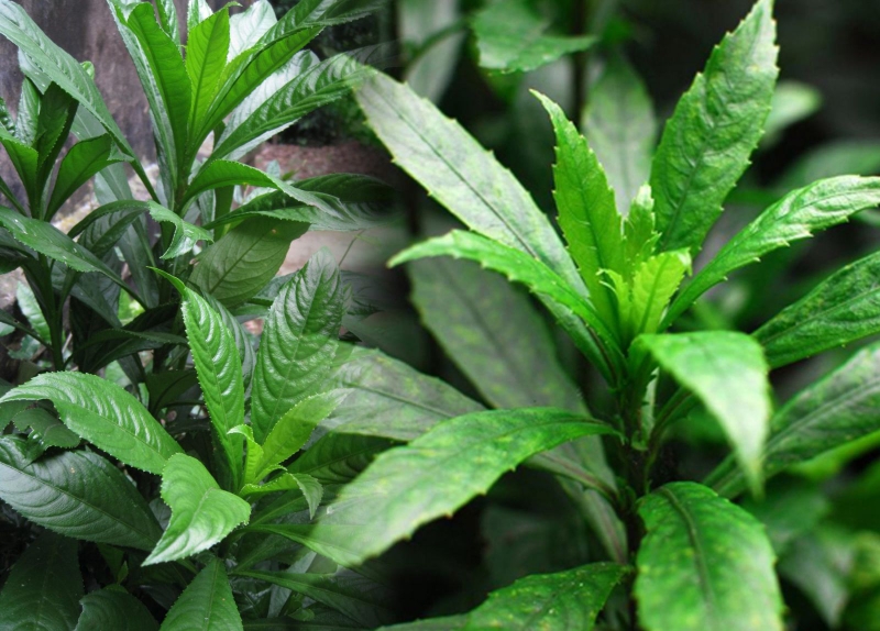 Lá xương sông hình ngọn giáo