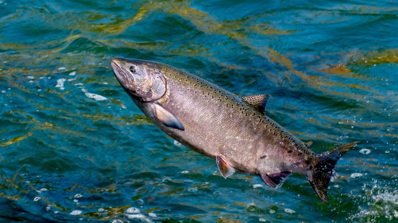 Làm đẹp bằng tinh trùng cá hồi: Có thực sự hiệu quả như lời đồn?