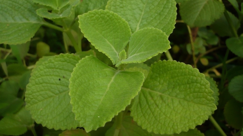 Làm đẹp từ lá húng chanh có được không? 1