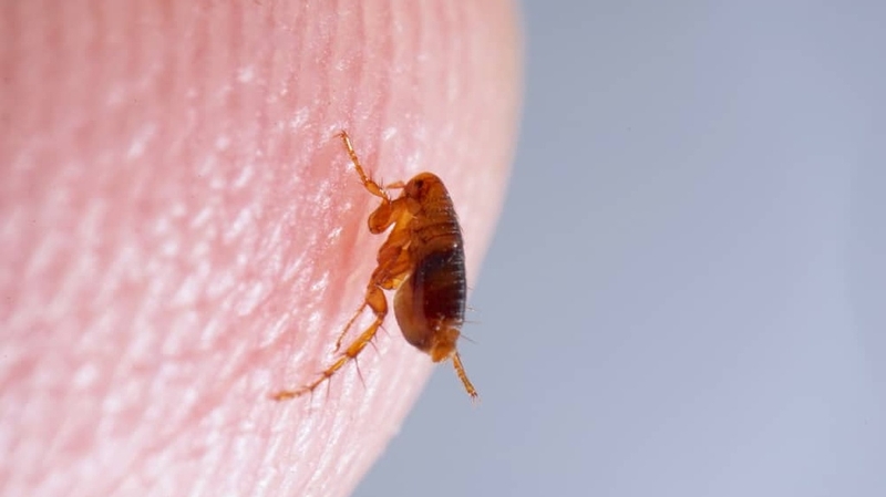 Làm gì khi bị bọ chét cắn? Cách xử lý hiệu quả nhất 1