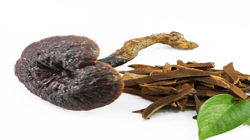 Hướng dẫn cách phân biệt nấm lim xanh thật và giả