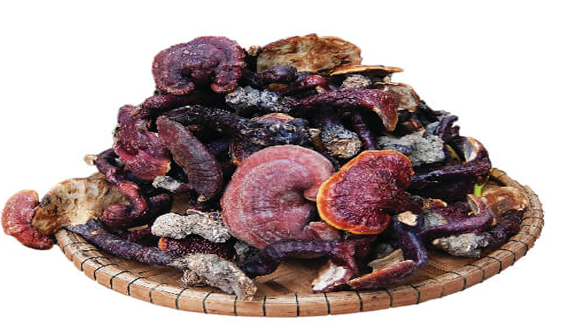 Nấm lim xanh phơi khô có mùi thơm thảo dược đặc trưng