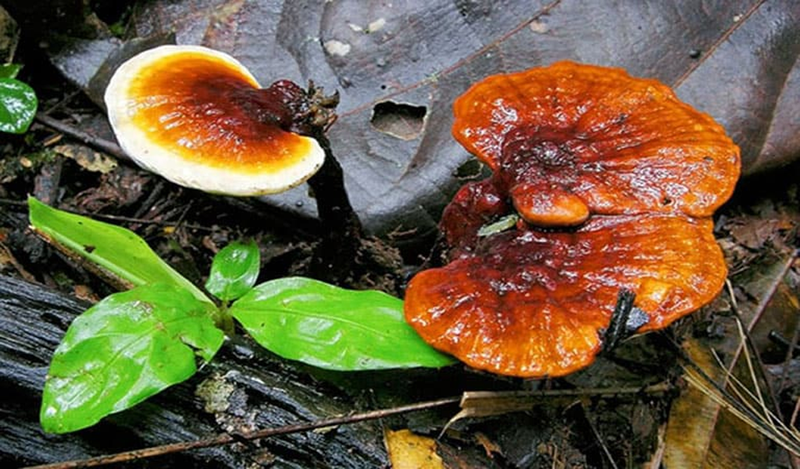 Nấm lim xanh giúp tăng cường và phục hồi chức năng của nhiều cơ quan trong cơ thể