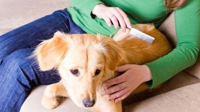 Làm thế nào khi bị dị ứng lông chó? Nguyên nhân và triệu chứng 2