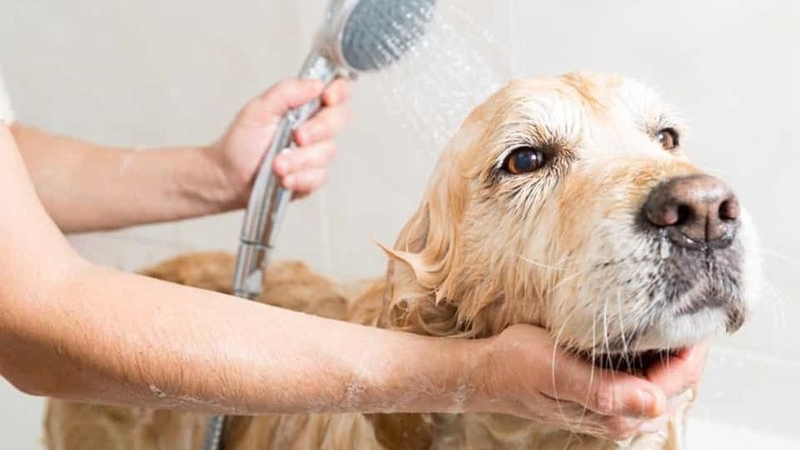 Làm thế nào khi bị dị ứng lông chó? Nguyên nhân và triệu chứng 3