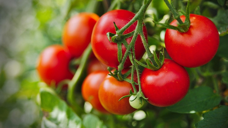 Làm trắng da bằng thực phẩm: Loại nào hiệu quả nhất mà bạn chưa biết? 1