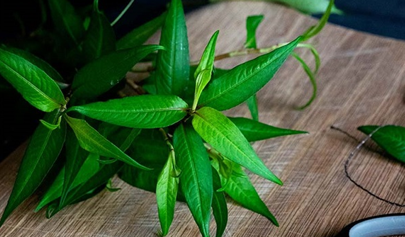 Rau răm xay nhuyễn thoa đều lên vùng da có dấu hiệu nấm lang ben