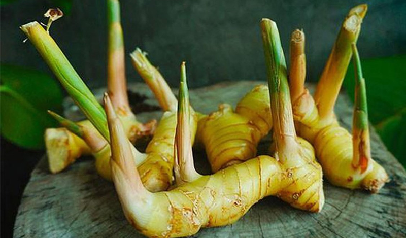 Cần thận trọng khi sử dụng củ riềng trị lang ben vùng háng