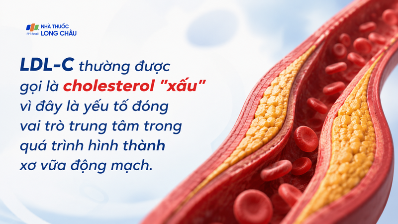 LDL-C là yếu tố đóng vai trò trung tâm trong quá trình hình thành xơ vữa động mạch