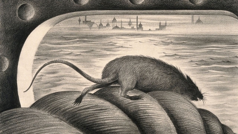 Lịch sử bệnh dịch hạch: Thảm họa cái chết đen trong quá khứ 3