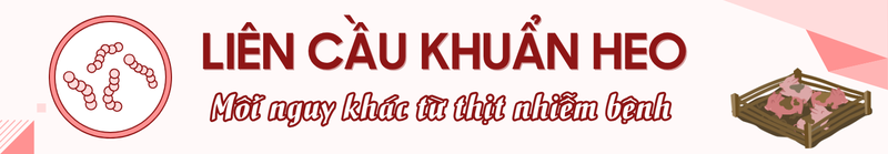 Liên cầu khuẩn heo: Mối nguy khác từ thịt nhiễm bệnh