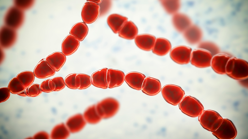 Liên cầu khuẩn ở lợn có lây sang người không? Giải đáp thắc mắc 3