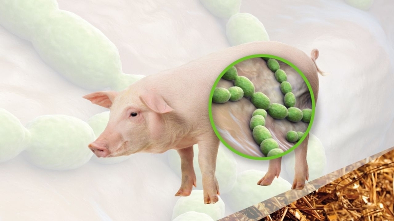 Liên cầu lợn là bệnh gì? Có nguy hiểm không 1