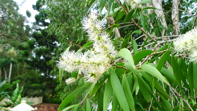 Liệu bà bầu có dùng được tinh dầu tràm không và có an toàn cho mẹ và bé không? - 1