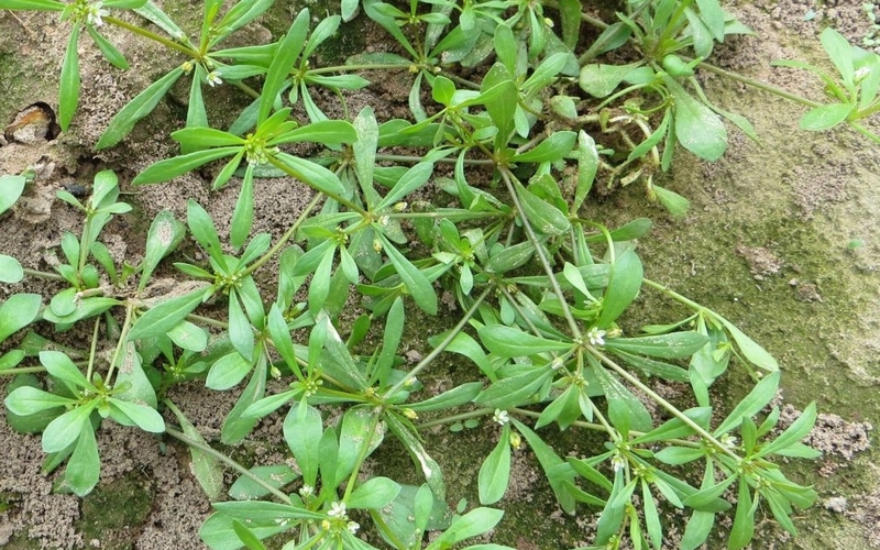 Liệu bầu 3 tháng đầu ăn rau đắng được không? Rau đắng có công dụng gì đặc biệt? 1