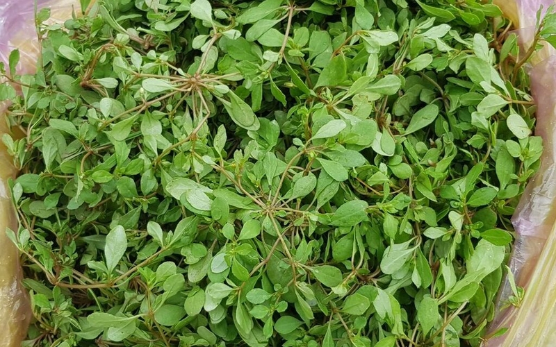 Liệu bầu 3 tháng đầu ăn rau đắng được không? Rau đắng có công dụng gì đặc biệt? 2