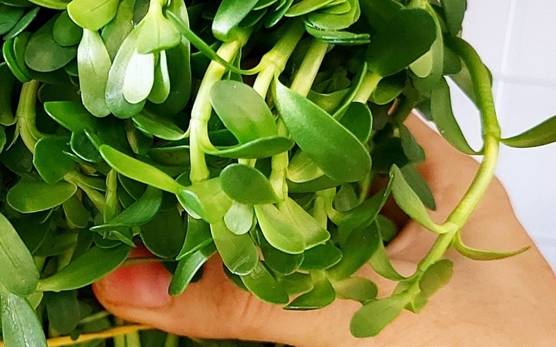 Liệu bầu 3 tháng đầu ăn rau đắng được không? Rau đắng có công dụng gì đặc biệt? 3