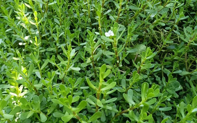 Liệu bầu 3 tháng đầu ăn rau đắng được không? Rau đắng có công dụng gì đặc biệt? 4