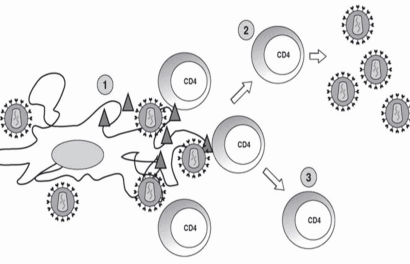 Liệu bệnh HIV có chữa được không? Nguyên tắc điều trị nhiễm virus HIV là gì? 1