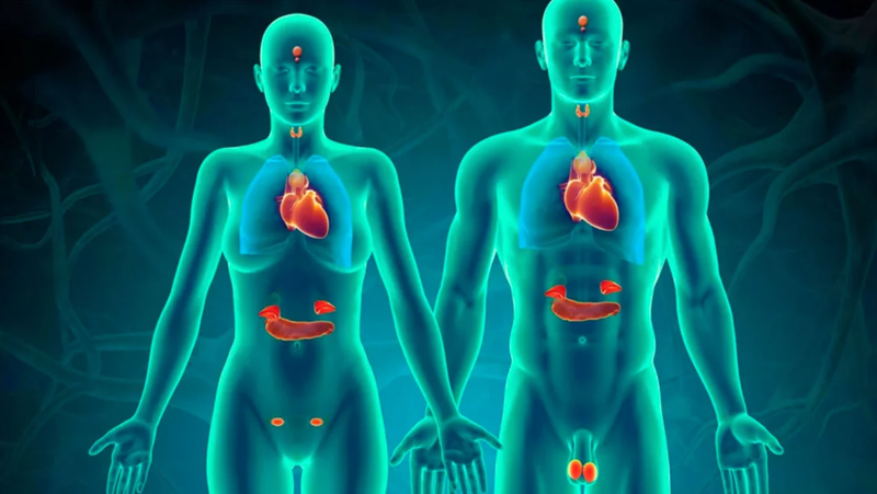 Liệu canxi có thể giúp ngăn ngừa rối loạn nội tiết tố hay không?1