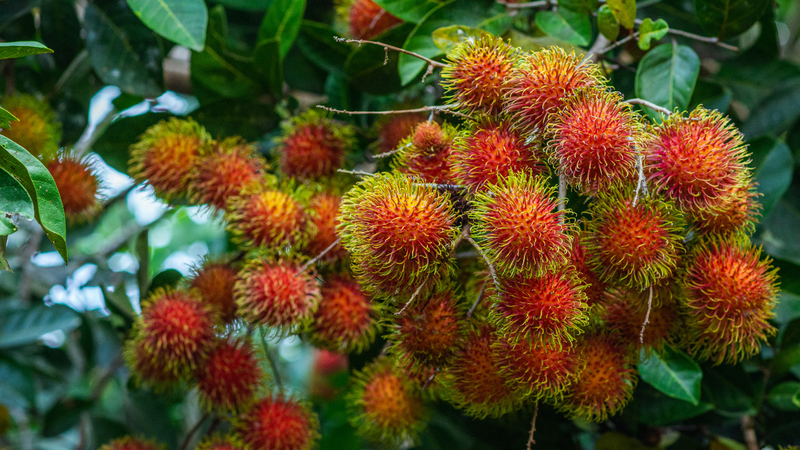 Tiểu đường ăn chôm chôm được không?
