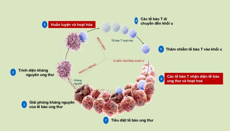Liệu pháp miễn dịch ngăn chặn bệnh u lympho không Hodgkin