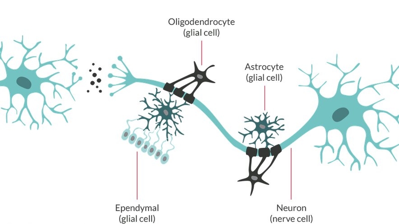 lieu-phap-tai-tao-myelin-trong-than-kinh 3.jpg