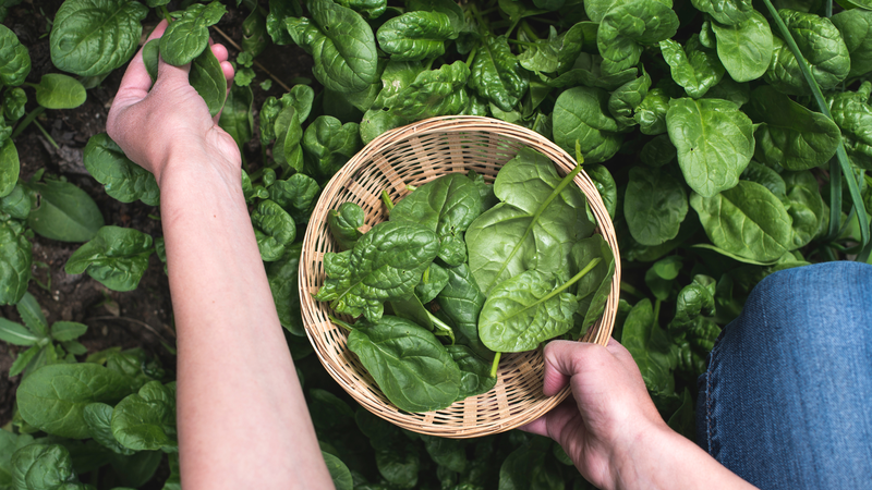 Liệu rau bina có thể là chìa khóa giảm cân hiệu quả không? 3