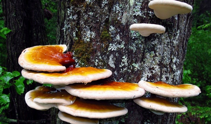 Nấm lim xanh là thảo dược quý từ rừng tự nhiên