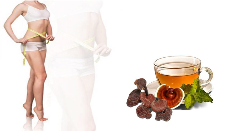 Uống nấm lim xanh giảm cân có hiệu quả không?