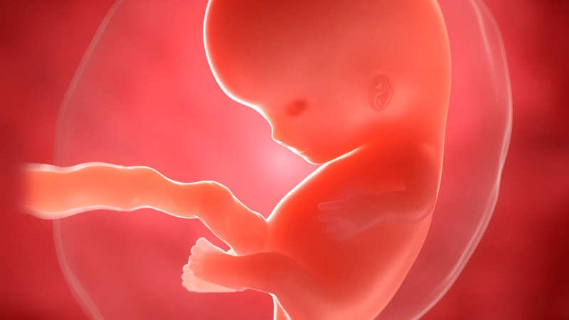 Vitamin E có thể góp phần hỗ trợ sự phát triển của phôi thai