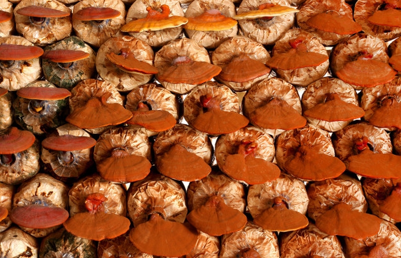 Nấm linh chi đỏ là một loại&nbsp;nấm thảo dược mang lại rất nhiều lợi ích cho sức khỏ